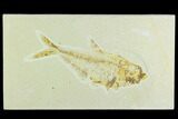Bargain, Fossil Fish (Diplomystus) - Green River Formation #126560-1